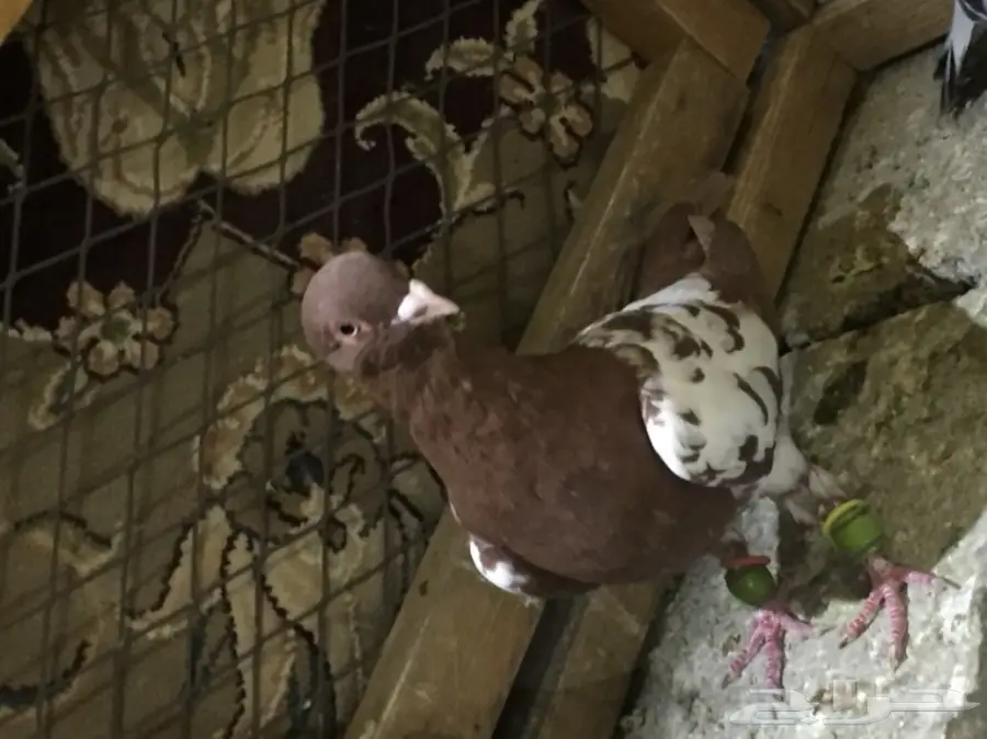 طيور كش  (image 10)