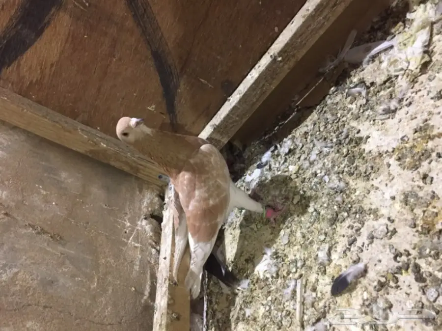 طيور كش  (image 11)