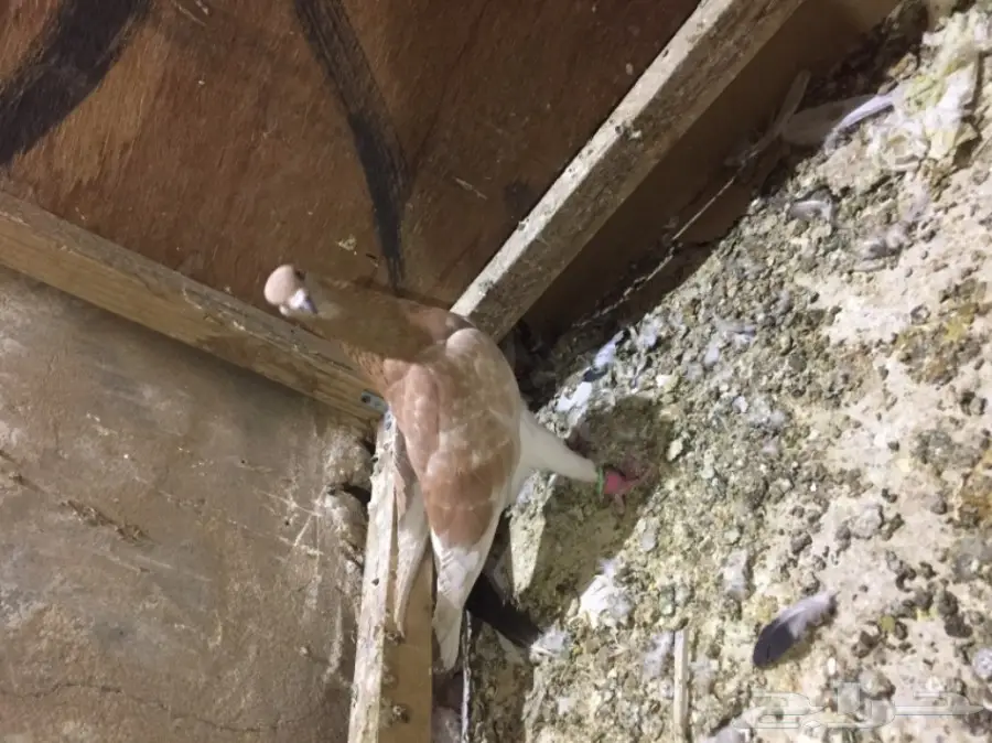 طيور كش  (image 12)