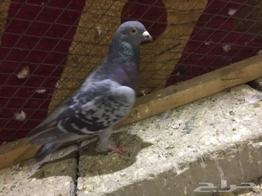 طيور كش  (image 13)