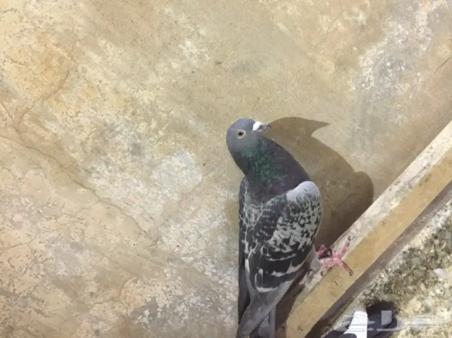 طيور كش  (image 14)