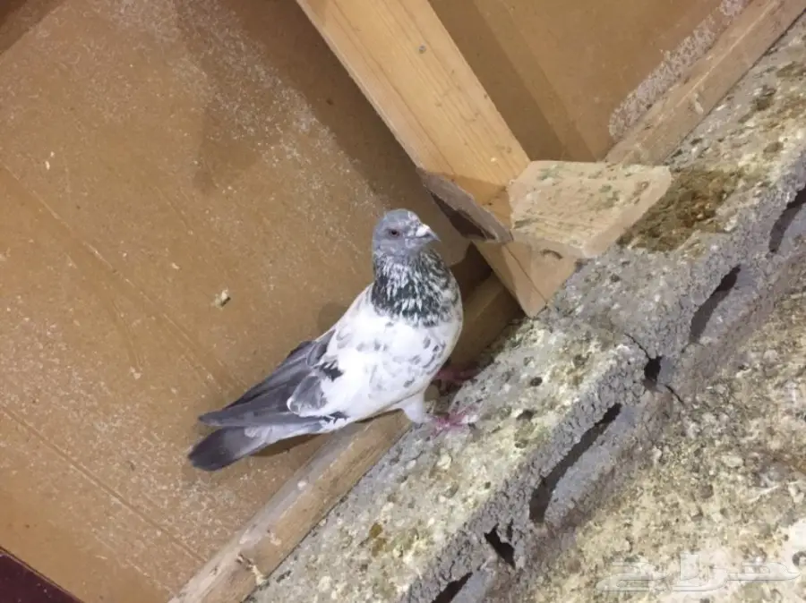 طيور كش  (image 15)