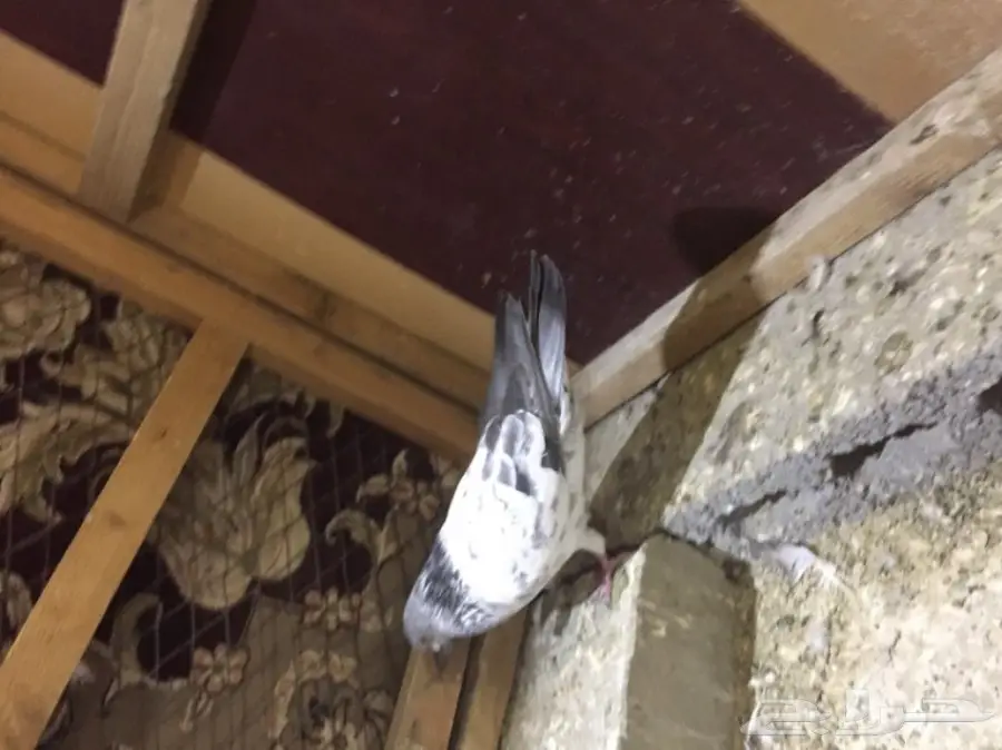 طيور كش  (image 16)