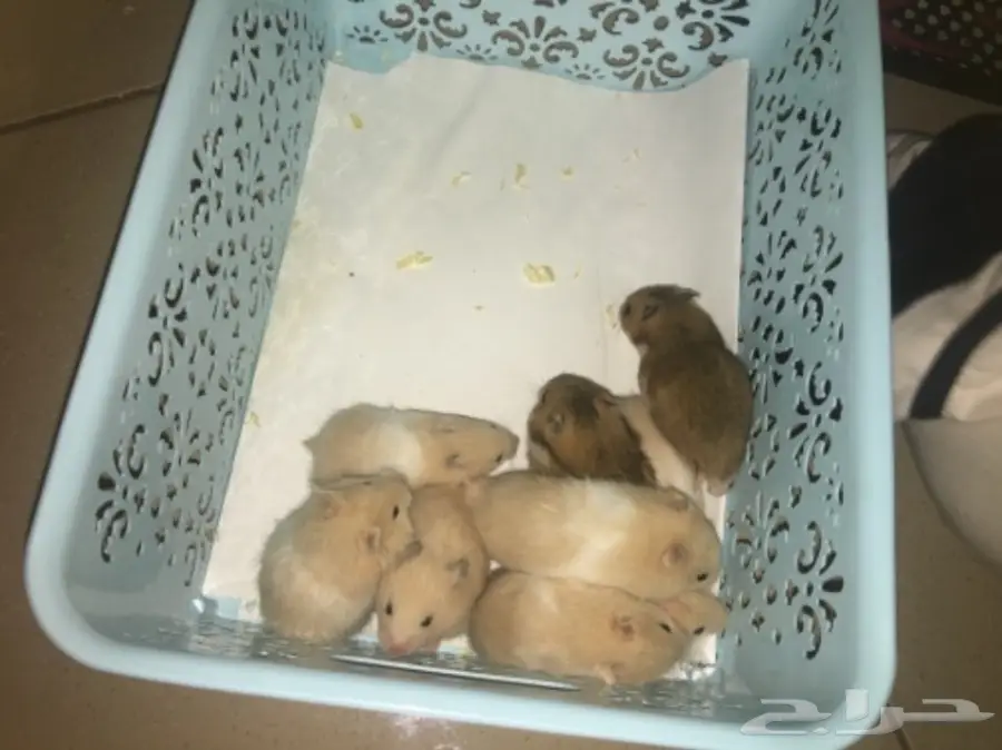 هامسترات صغيره وجميله للبيع 