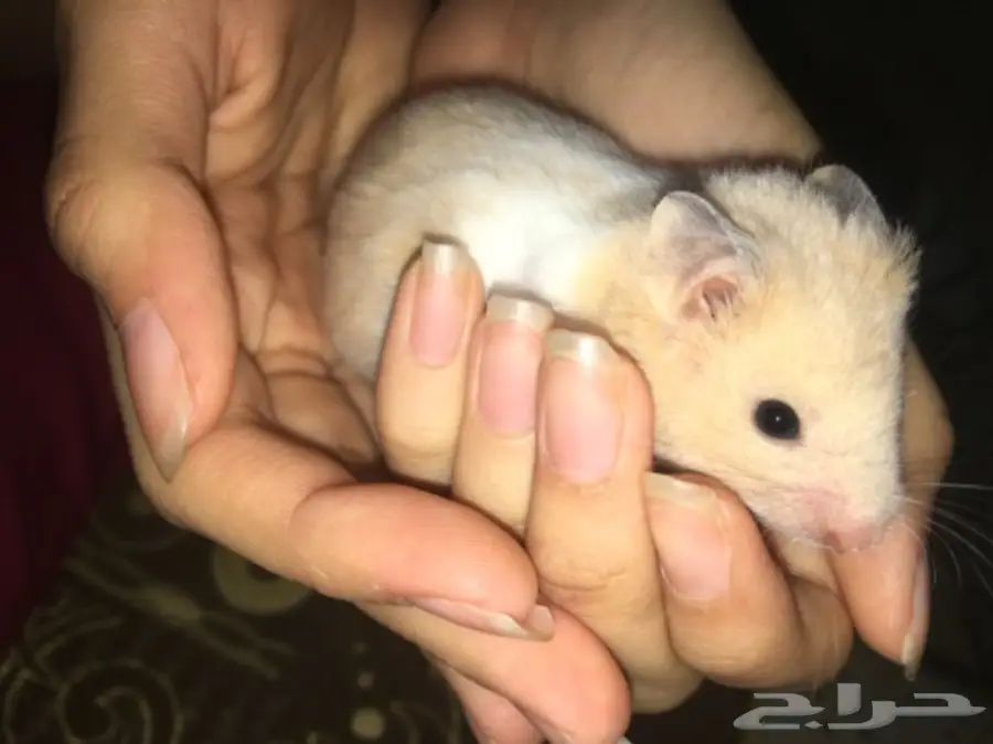 هامسترات صغيره وجميله للبيع  (image 1)