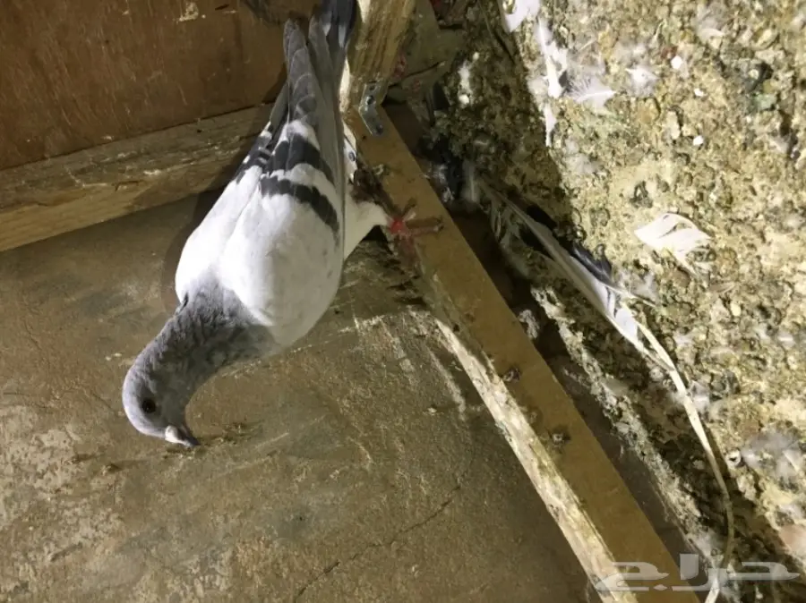 طيور كش  (image 17)