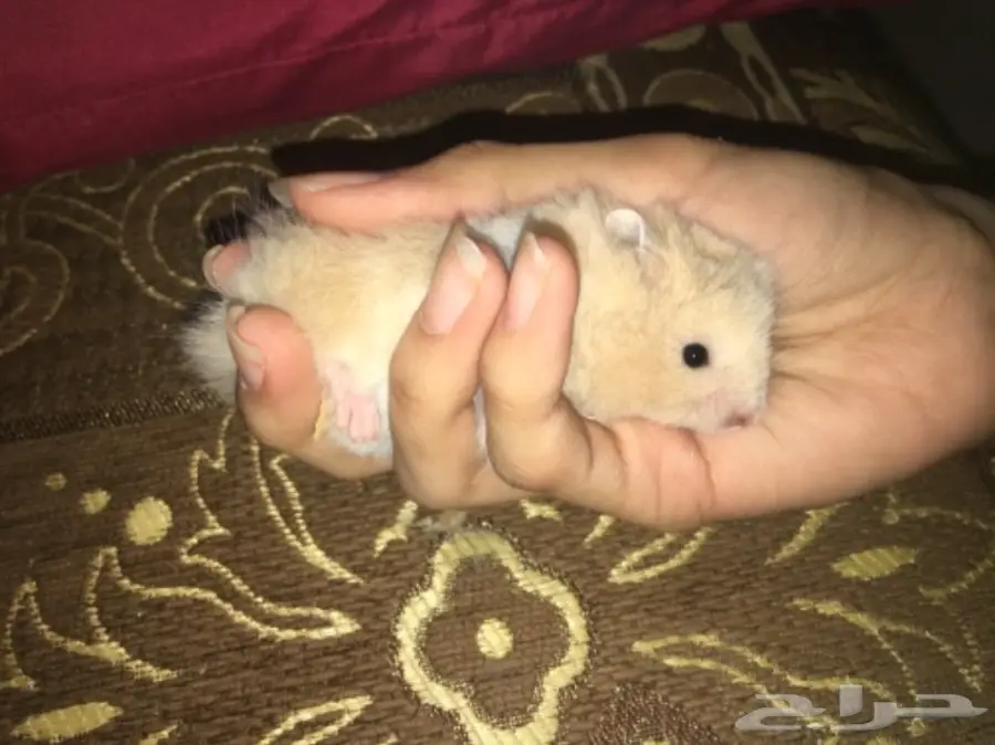 هامسترات صغيره وجميله للبيع  (image 3)