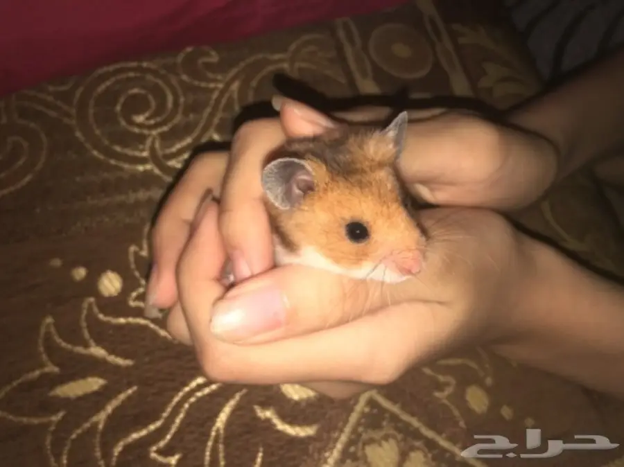 هامسترات صغيره وجميله للبيع  (image 4)