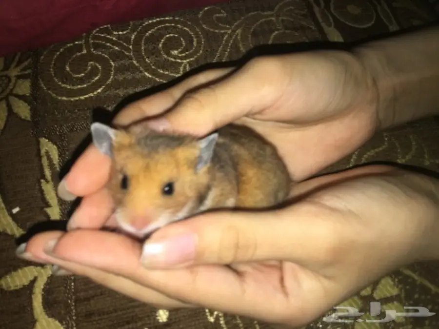 هامسترات صغيره وجميله للبيع  (image 5)