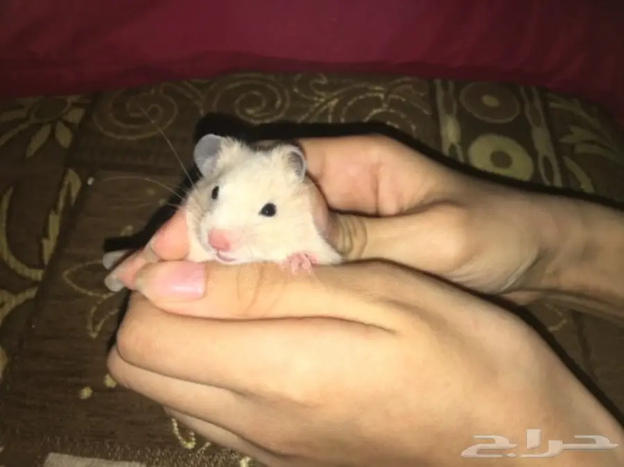 هامسترات صغيره وجميله للبيع  (image 6)