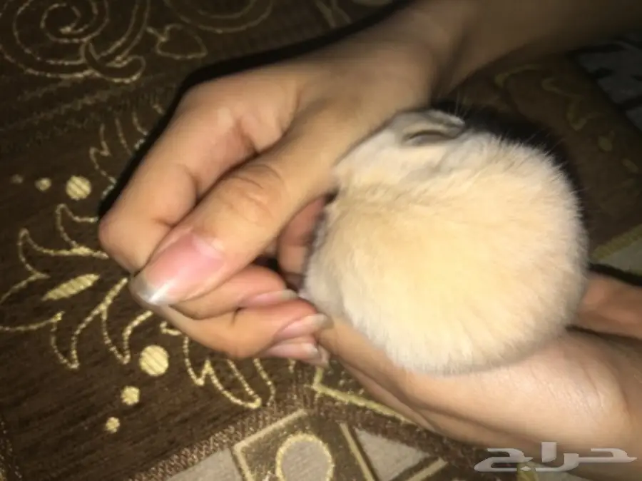 هامسترات صغيره وجميله للبيع  (image 7)