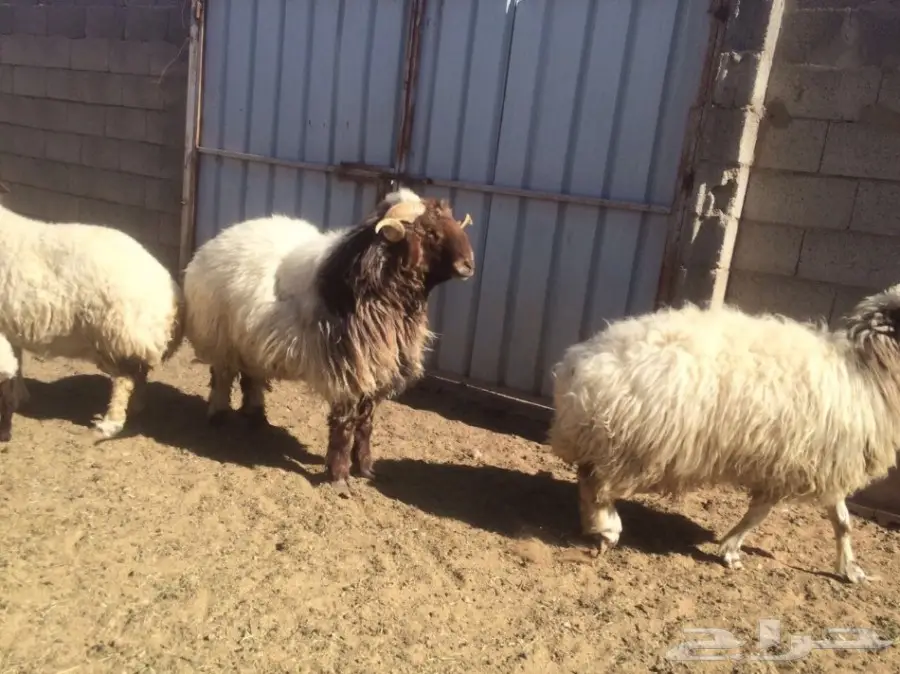 للبيع فحل حار ومشروط ونتاجه طيب