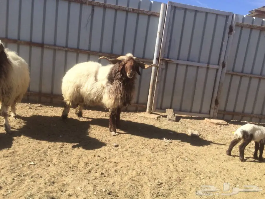 للبيع فحل حار ومشروط ونتاجه طيب (image 1)