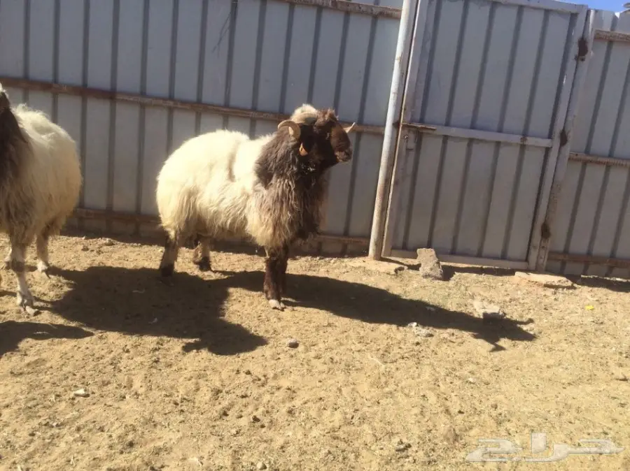 للبيع فحل حار ومشروط ونتاجه طيب (image 2)