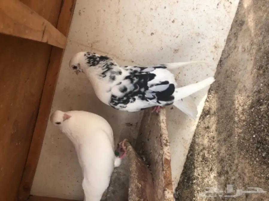 مجموعة قطايف