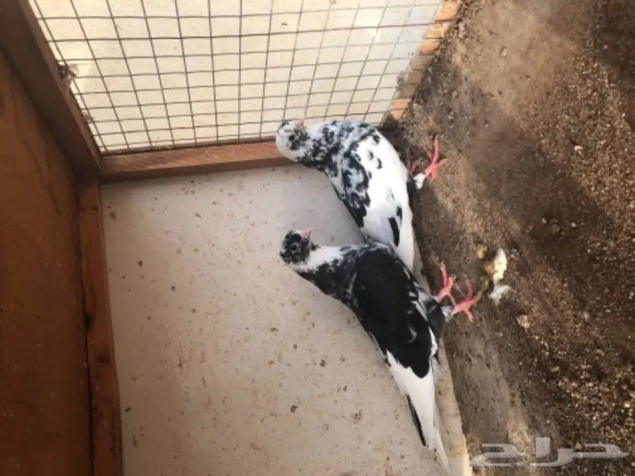 مجموعة قطايف (image 1)