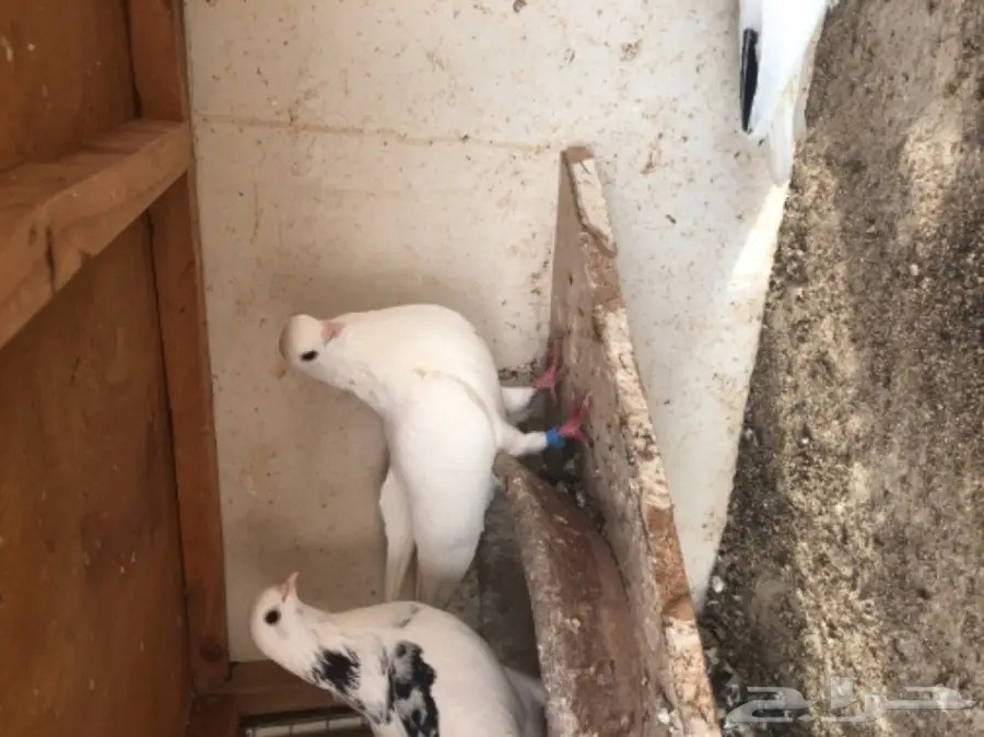 مجموعة قطايف (image 2)