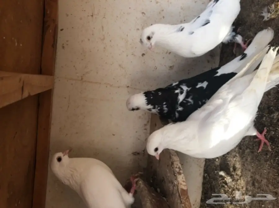 مجموعة قطايف (image 3)