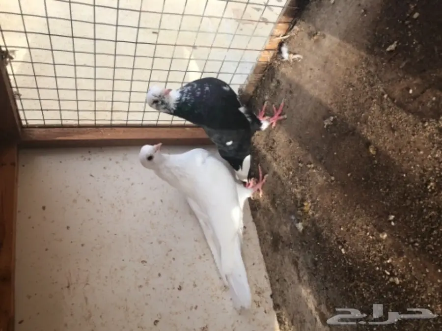 مجموعة قطايف (image 4)