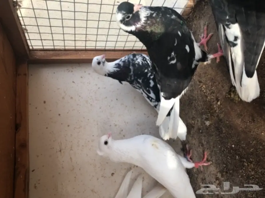 مجموعة قطايف (image 5)