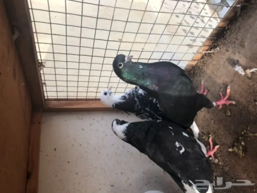 مجموعة قطايف (image 6)