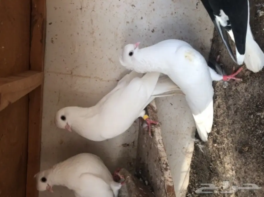 مجموعة قطايف (image 7)