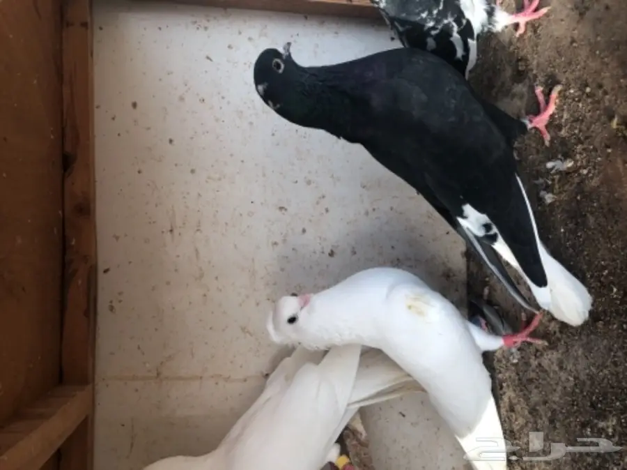 مجموعة قطايف (image 8)