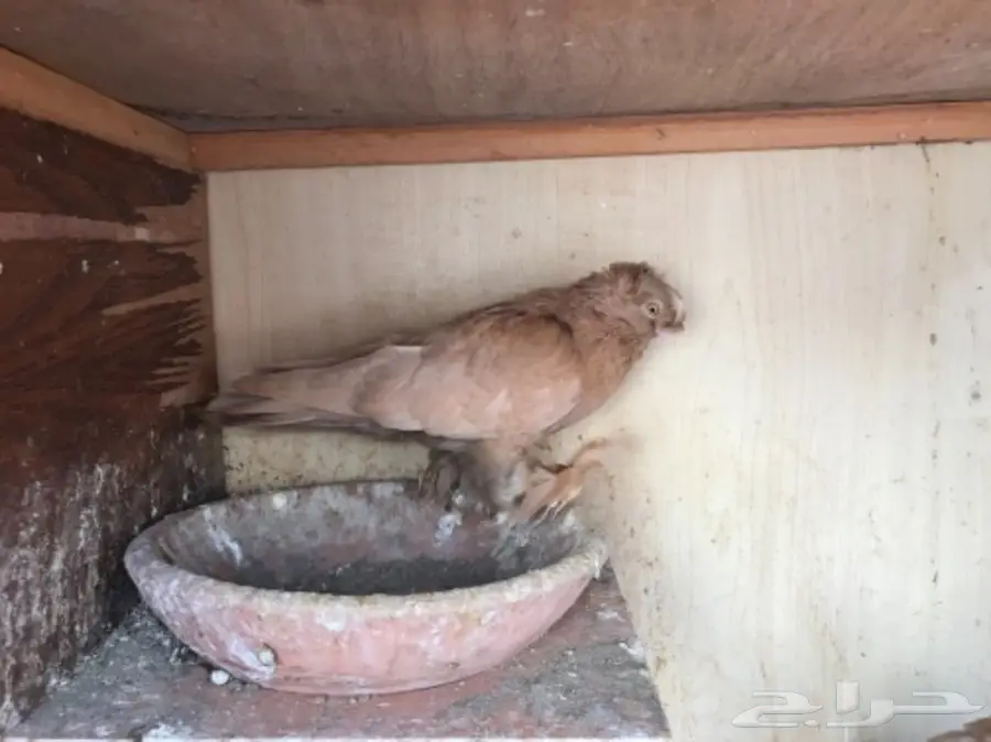 اوزبك (image 4)