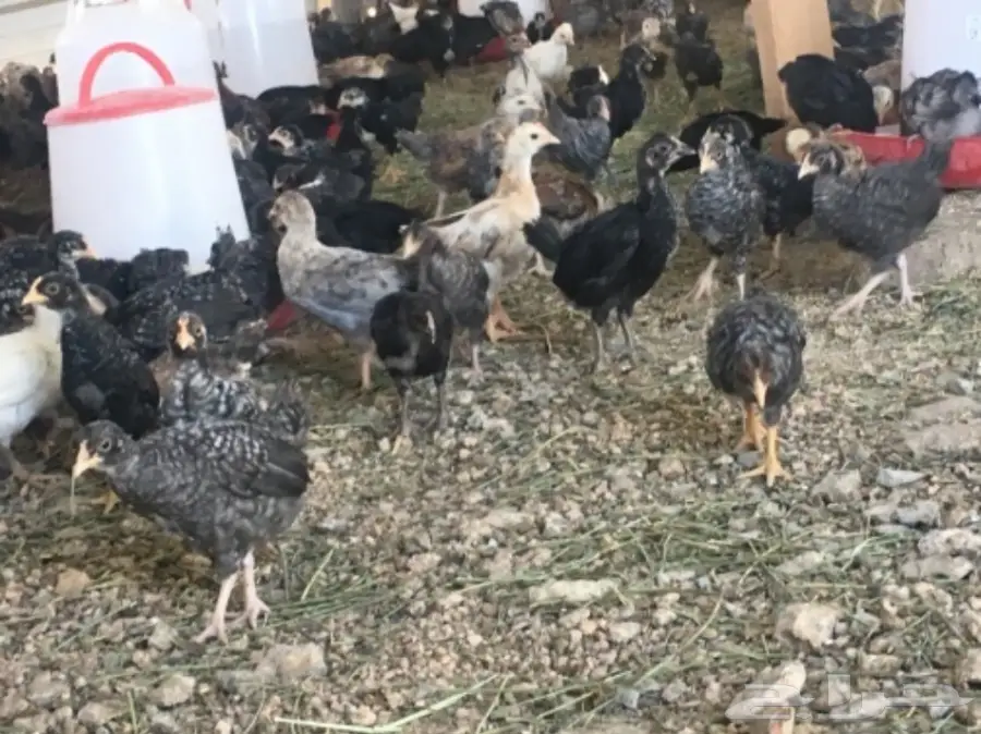 صوص بلدي عمر 40 يوم للبيع