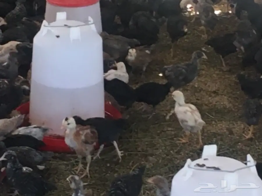 صوص بلدي أصيل - عمر 40 يوم! (image 3)