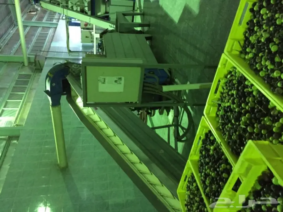 زيت زيتون مزراعنا الجوف انتاج اليوم 6-4-1439 (image 2)