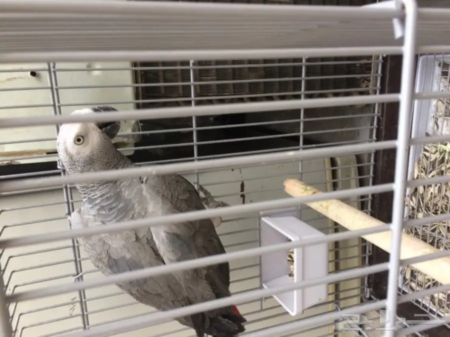 كاسكو صيد (image 1)