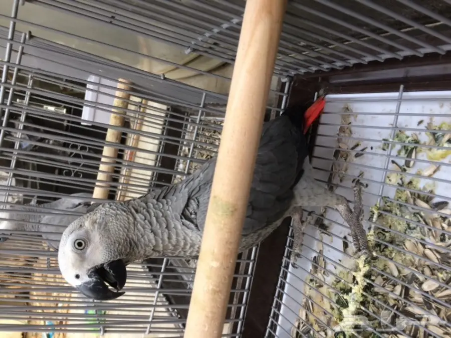 كاسكو صيد (image 2)