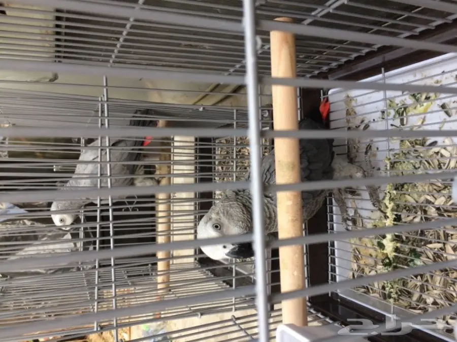 كاسكو صيد (image 3)