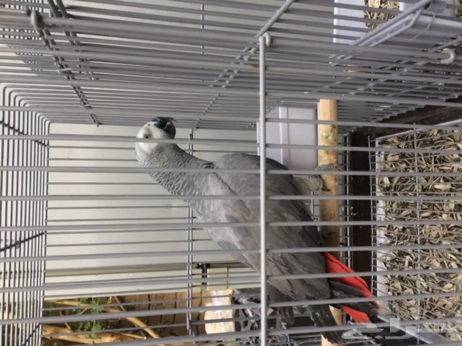 كاسكو صيد (image 4)