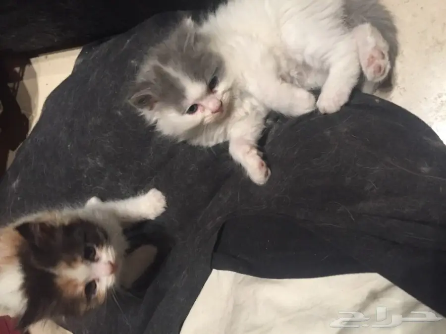 قطط شيرازي للبيع 
