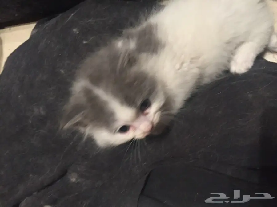 قطط شيرازي للبيع  (image 1)
