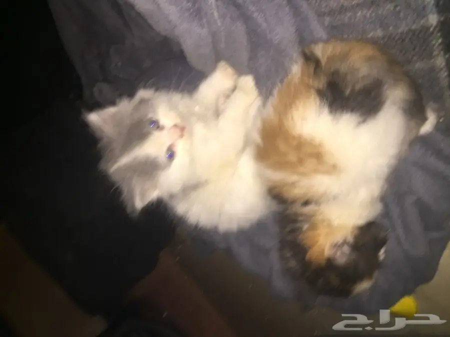 قطط شيرازي للبيع  (image 2)