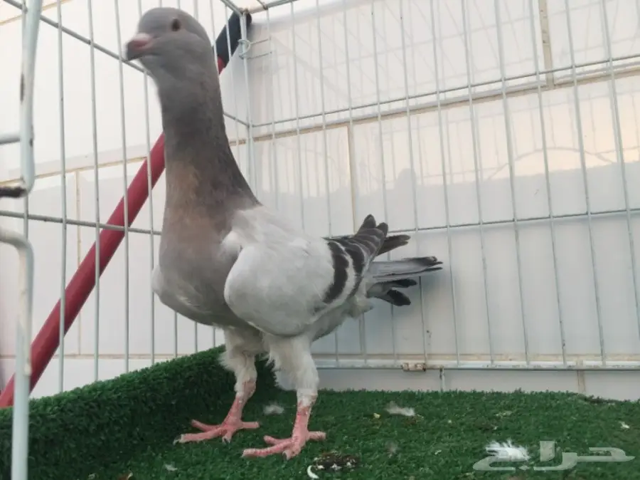 طبة ريحاني TOP