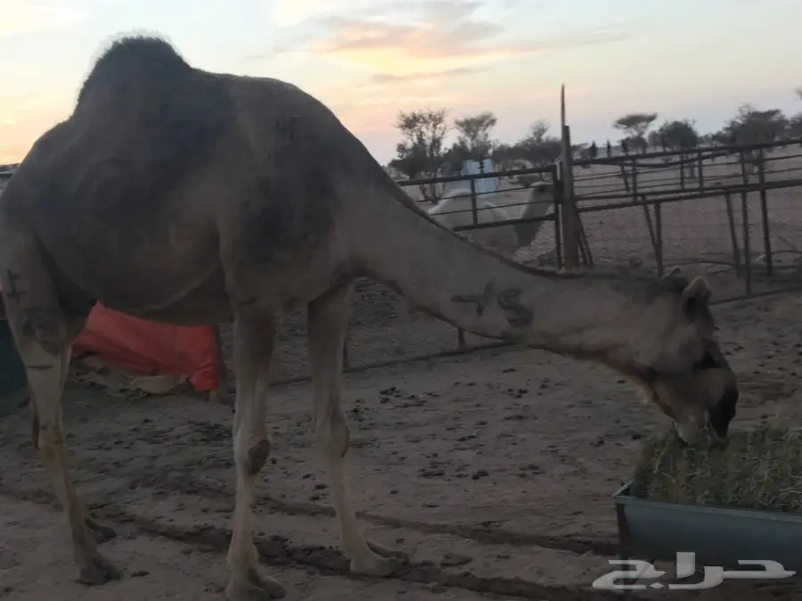 ناقه خلفه للبيع حمراء  (image 4)