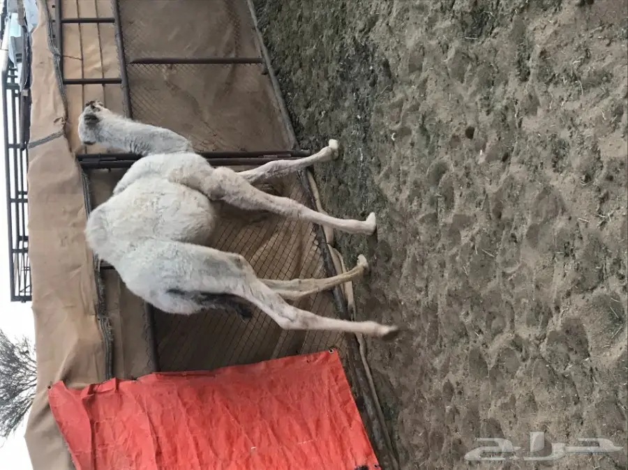 ناقه خلفه للبيع حمراء  (image 8)