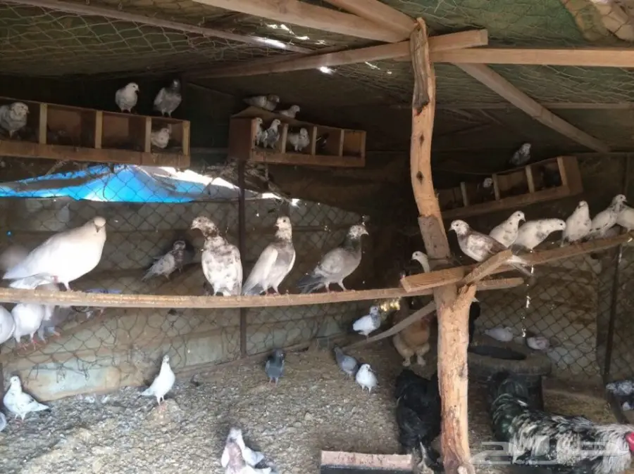 حمام باكستاني 