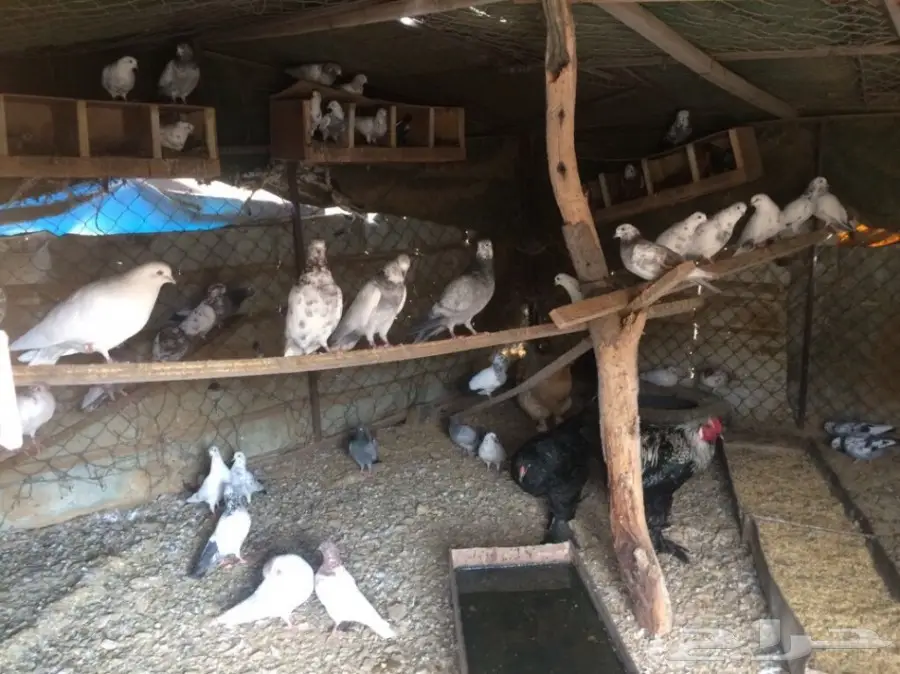 حمام باكستاني  (image 4)