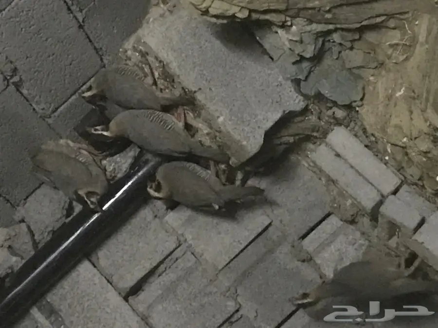 حجل للبيع - كمية كبيرة وصحة ممتازة! (image 1)