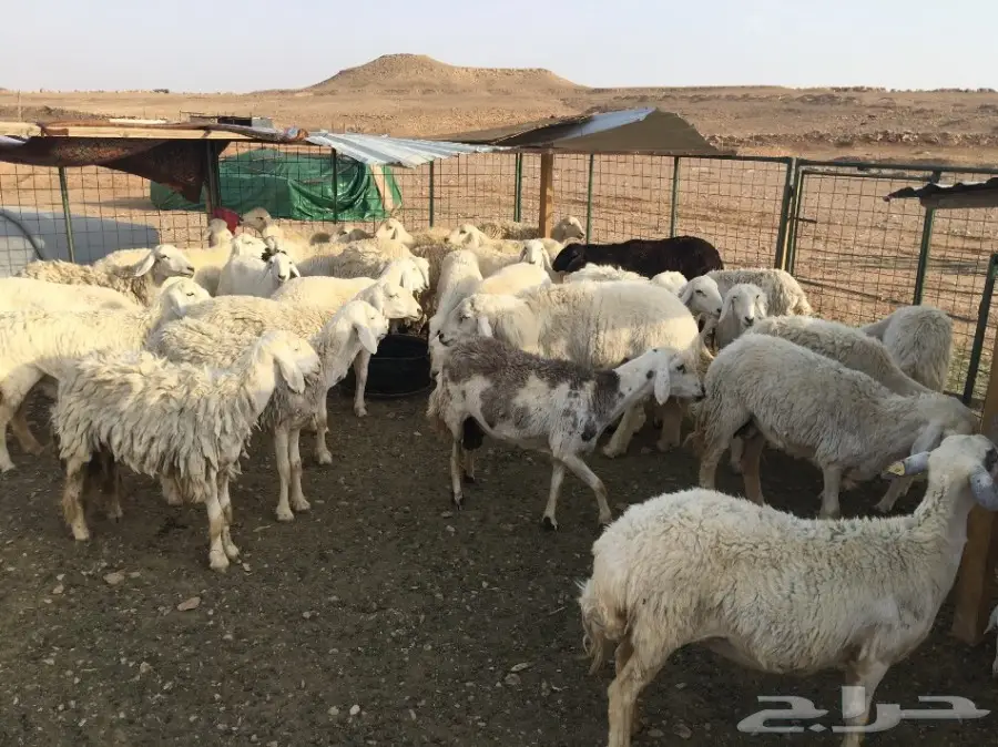 غنم حريات مقاني 