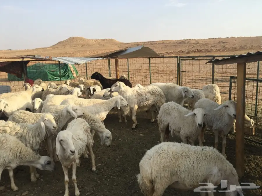 غنم حريات مقاني  (image 1)