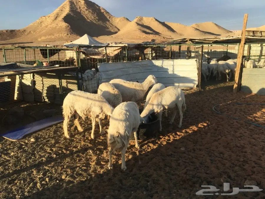 غنم حريات مقاني  (image 3)