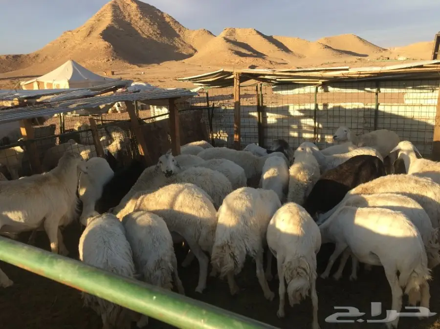 غنم حريات مقاني  (image 4)