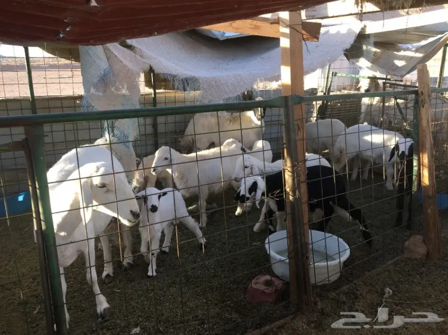 غنم حريات مقاني  (image 5)