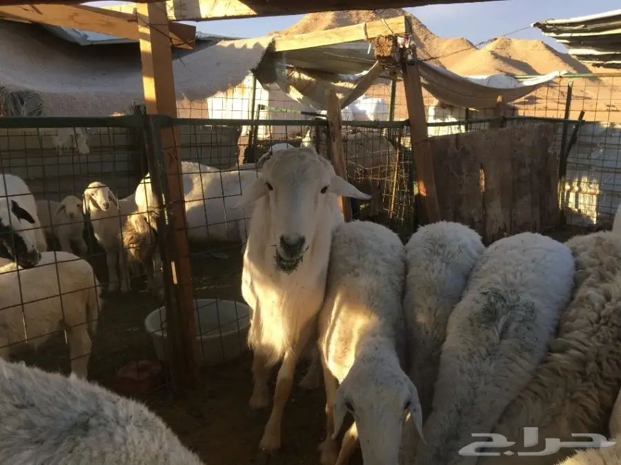 غنم حريات مقاني  (image 6)